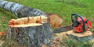 Best Tree Risk Assessment  in Moriches, NY