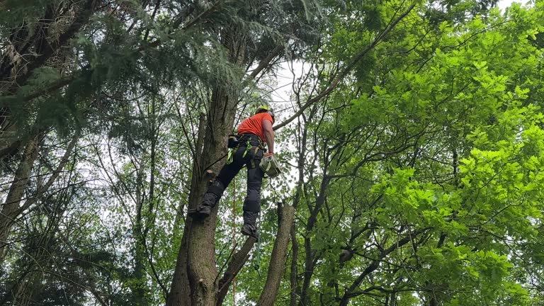 Best Utility Line Clearance  in Moriches, NY