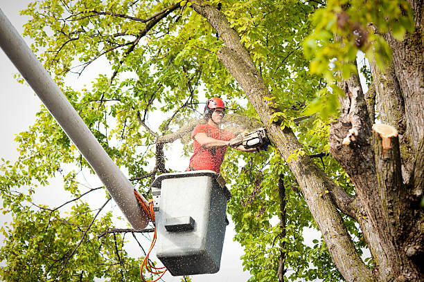 Best Tree Removal  in Moriches, NY